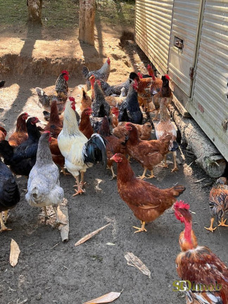 Imagem Chácara com 4 Quartos à Venda, 52.000 m² em Miracatu