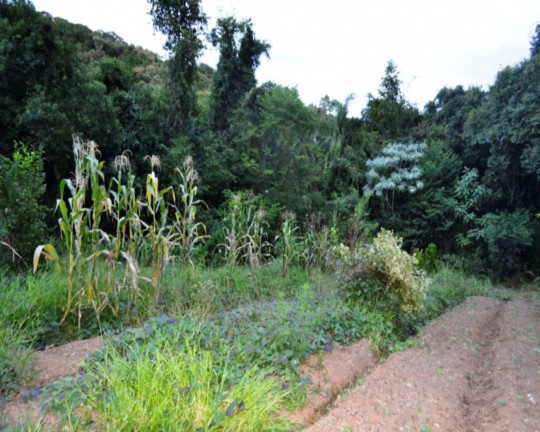 Imagem Imóvel à Venda, em Vila Germânia - Nova Petrópolis Imagem Imóvel à Venda, em Vila Germânia - Nova Petrópolis