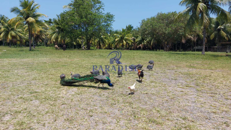 Imagem Fazenda à Venda, 6.800 m² em Monte Gordo (monte Gordo) - Camaçari Imagem Fazenda à Venda, 6.800 m² em Monte Gordo (monte Gordo) - Camaçari