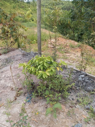 Imagem Chácara com 2 Quartos à Venda, 150 m² em Cocuera - Mogi Das Cruzes Imagem Chácara com 2 Quartos à Venda, 150 m² em Cocuera - Mogi Das Cruzes