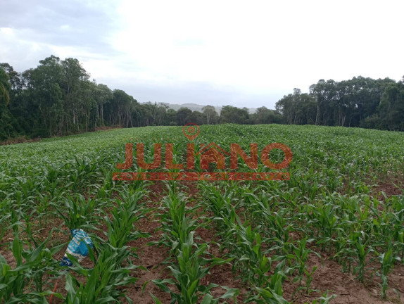 Imagem Chácara à Venda, 24.400 m² em Mafra Imagem Chácara à Venda, 24.400 m² em Mafra