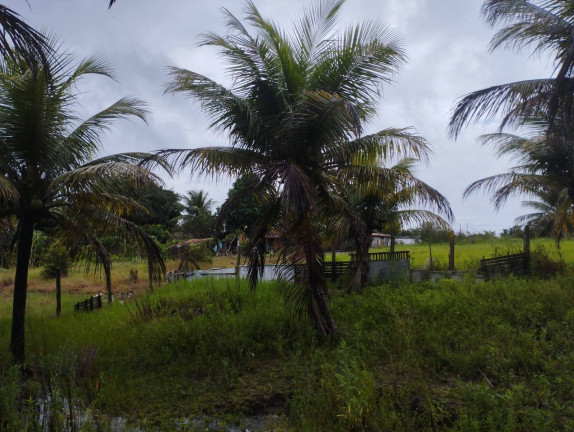 Imagem Chácara com 3 Quartos à Venda, 6.000 m² em Conde