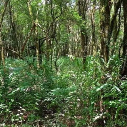 Imagem Fazenda à Venda, em Zona Rural - Contenda Imagem Fazenda à Venda, em Zona Rural - Contenda