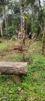 Imagem Chácara com 1 Quarto à Venda, 30.000 m² em Murundu - Ibiúna