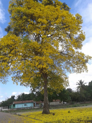 Terreno à Venda, 200 m² em Sertaozinho Canguaretama - Canguaretama