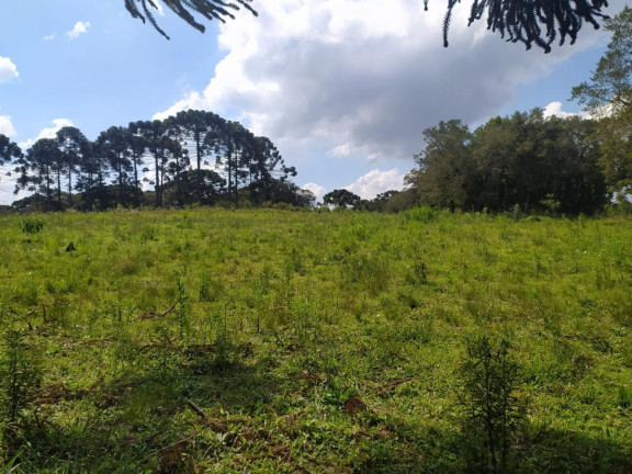 Imagem Terreno à Venda, 5.000 m² em Contenda - São José Dos Pinhais Imagem Terreno à Venda, 5.000 m² em Contenda - São José Dos Pinhais