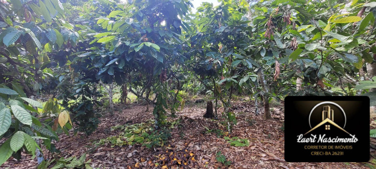 Imagem Fazenda à Venda, 8 m² em Zona Rural - Ubaitaba Imagem Fazenda à Venda, 8 m² em Zona Rural - Ubaitaba
