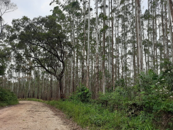 Imagem Fazenda à Venda, 127.997 m² em Pacotuba - Almirante Tamandaré Imagem Fazenda à Venda, 127.997 m² em Pacotuba - Almirante Tamandaré