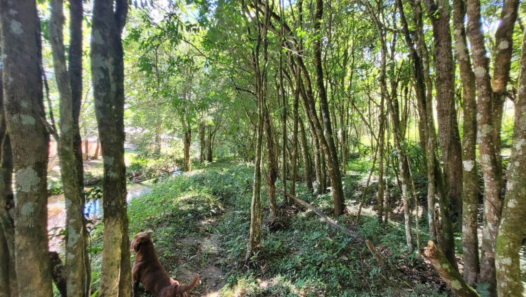 Imagem Fazenda à Venda,  em Imbuial - Campina Grande Do Sul