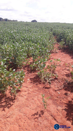 Imagem Fazenda à Venda, 39 m² em Zona Rural - Goianésia Imagem Fazenda à Venda, 39 m² em Zona Rural - Goianésia