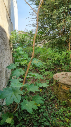 Imagem Terreno à Venda, 378 m² em Iguaçu - Fazenda Rio Grande