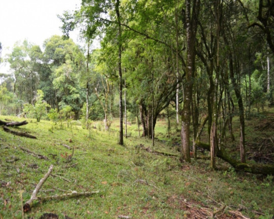 Imagem Imóvel à Venda,  em Linha Imperial - Nova Petrópolis