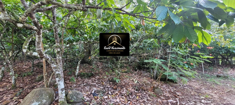 Imagem Fazenda à Venda, 8 m² em Zona Rural - Ubaitaba Imagem Fazenda à Venda, 8 m² em Zona Rural - Ubaitaba