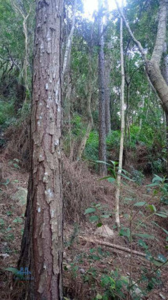 Imagem Terreno à Venda, 27.000 m² em Santo Antônio De Lisboa - Florianópolis Imagem Terreno à Venda, 27.000 m² em Santo Antônio De Lisboa - Florianópolis
