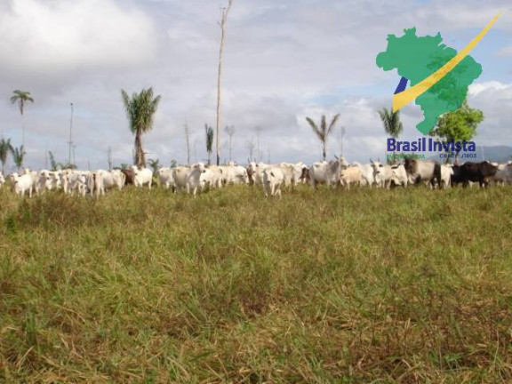 Fazenda à Venda, 12 m² em Centro - Buerarema
