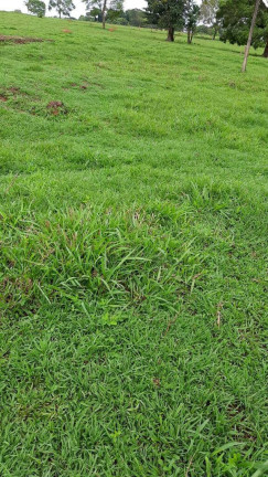 Imagem Chácara à Venda, 5 m² em Zona Rural - Anicuns Imagem Chácara à Venda, 5 m² em Zona Rural - Anicuns
