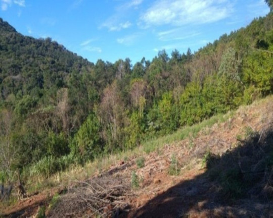 Imagem Imóvel com 3 Quartos à Venda, 65 m² em Fazenda Pirajá - Nova Petrópolis
