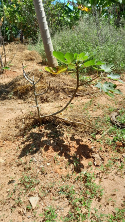 Imagem Terreno à Venda, 950 m² em Iporanga - Sorocaba