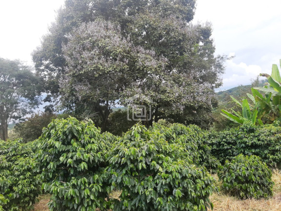 Imóvel à Venda, 30.000 m² em Conceição (rural) - Palmeiral