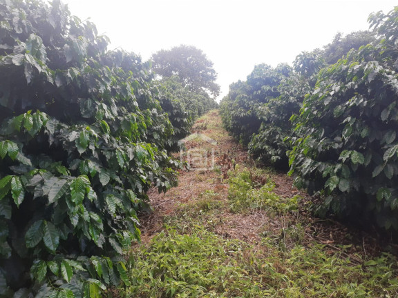 Imagem Imóvel à Venda, 30.000 m² em Conceição (rural) - Palmeiral Imagem Imóvel à Venda, 30.000 m² em Conceição (rural) - Palmeiral