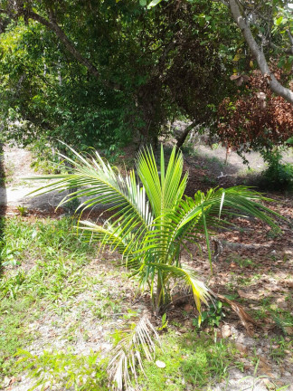 Imagem Terreno à Venda, 301 m² em Praia Da Pipa - Tibau Do Sul Imagem Terreno à Venda, 301 m² em Praia Da Pipa - Tibau Do Sul