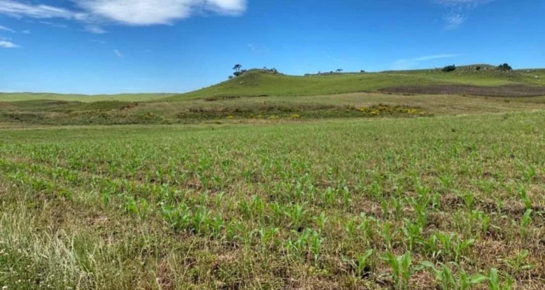 Imagem Fazenda à Venda, 104 m² em Localidade Azulega - Cambara Do Sul