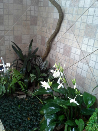 Imagem Casa com 2 Quartos à Venda,  em Chácara Paraíso - Nova Friburgo