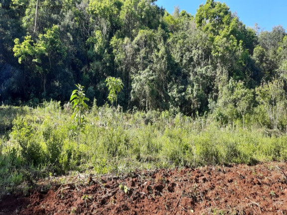 Imagem Terreno à Venda, 3 m² em São Jacó - Nova Petrópolis Imagem Terreno à Venda, 3 m² em São Jacó - Nova Petrópolis