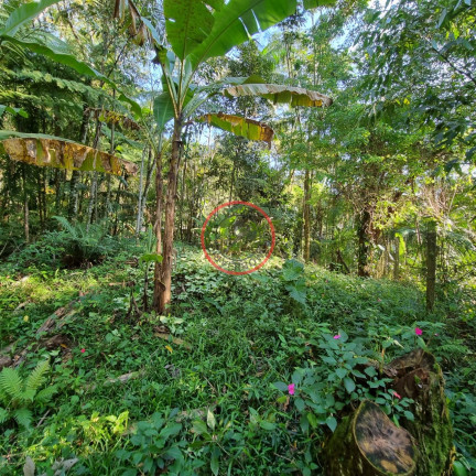 Imagem Terreno à Venda, 400 m² em Boiçucanga - São Sebastião Imagem Terreno à Venda, 400 m² em Boiçucanga - São Sebastião