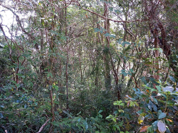 Imagem Terreno à Venda, 1.350 m² em águas Claras - Viamão Imagem Terreno à Venda, 1.350 m² em águas Claras - Viamão