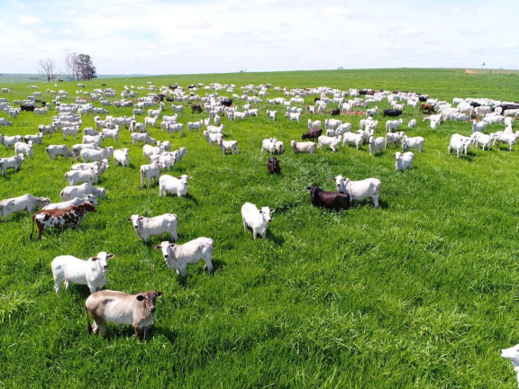 Imagem Fazenda à Venda, 632 m² em Rural - Echaporã Imagem Fazenda à Venda, 632 m² em Rural - Echaporã