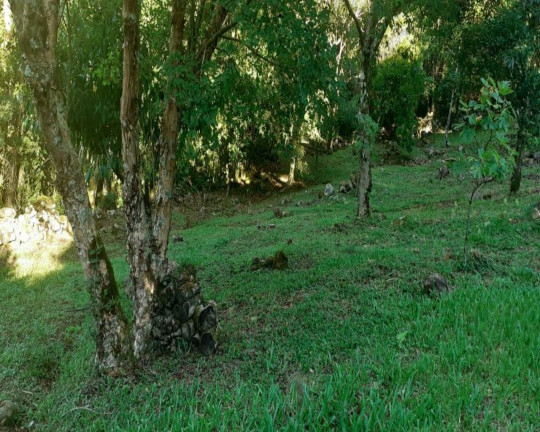 Imagem Imóvel com 3 Quartos à Venda,  em Linha Brasil - Nova Petrópolis