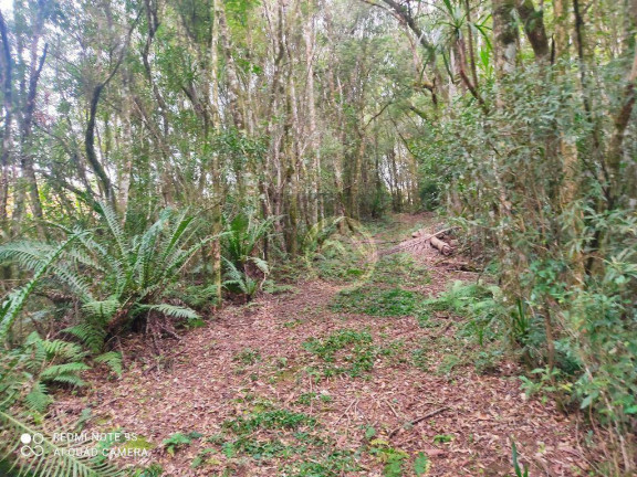 Imagem Chácara com 4 Quartos à Venda, 38.000 m² em Roça Velha - São José Dos Pinhais
