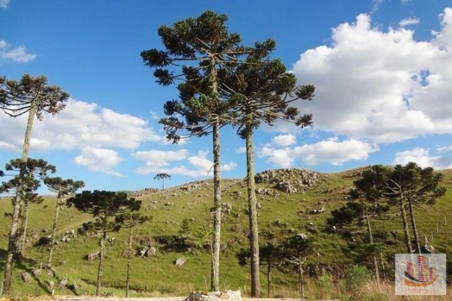 Imagem Terreno à Venda, 1.500 m² em Mirante - Bom Jardim Da Serra Imagem Terreno à Venda, 1.500 m² em Mirante - Bom Jardim Da Serra