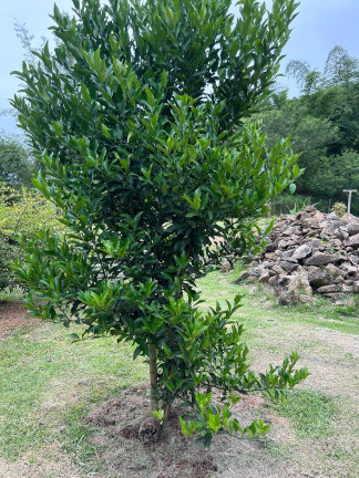 Imagem Terreno à Venda, 3.250 m² em Ribeirão - Paulo Lopes Imagem Terreno à Venda, 3.250 m² em Ribeirão - Paulo Lopes