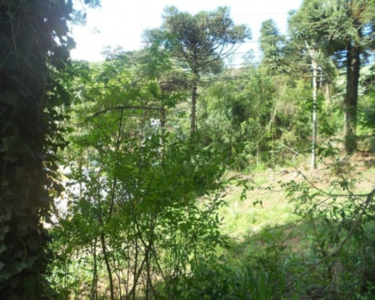 Imagem Terreno à Venda, 2.500 m² em Pia - Nova Petrópolis Imagem Terreno à Venda, 2.500 m² em Pia - Nova Petrópolis
