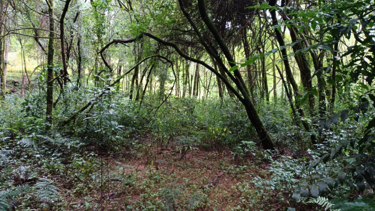 Imagem Fazenda à Venda, em Centro - Contenda Imagem Fazenda à Venda, em Centro - Contenda