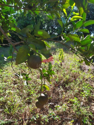 Imagem Chácara com 1 Quarto à Venda, 2.335 m² em São Caetano - Italva
