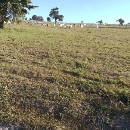 Imagem Fazenda à Venda, 189 m² em Zona Rural - Canabrava Do Norte Imagem Fazenda à Venda, 189 m² em Zona Rural - Canabrava Do Norte