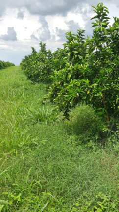 Imagem Fazenda à Venda, 181 m² em Rural - Araraquara Imagem Fazenda à Venda, 181 m² em Rural - Araraquara