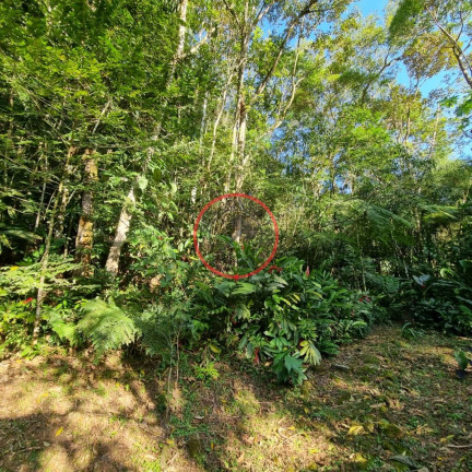 Imagem Terreno à Venda, 400 m² em Boiçucanga - São Sebastião Imagem Terreno à Venda, 400 m² em Boiçucanga - São Sebastião