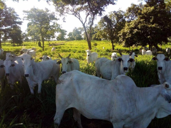 Imagem Fazenda à Venda, 200 m² em Centro - Acorizal Imagem Fazenda à Venda, 200 m² em Centro - Acorizal