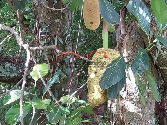 Imagem Chácara com 3 Quartos à Venda, 42 m² em Serrote - Socorro