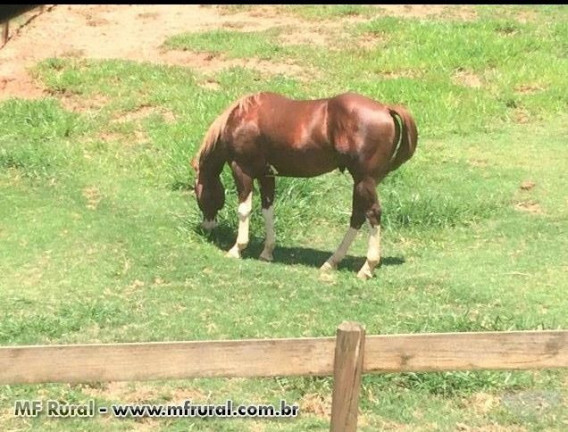 Imagem Fazenda à Venda, 28.000 m² em Joaquim Egídio - Campinas Imagem Fazenda à Venda, 28.000 m² em Joaquim Egídio - Campinas