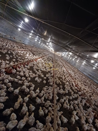 Imagem Imóvel com 3 Quartos à Venda, 150 m² em Zona Rural - Nova Mutum Imagem Imóvel com 3 Quartos à Venda, 150 m² em Zona Rural - Nova Mutum