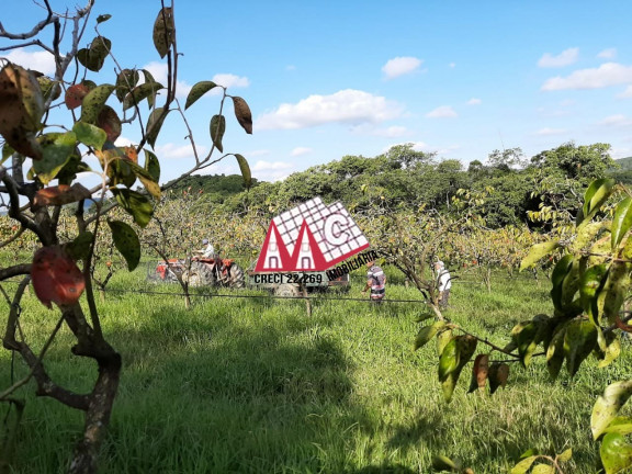 Imagem Imóvel com 3 Quartos à Venda, 310.000 m² em Vila Elvio - Piedade