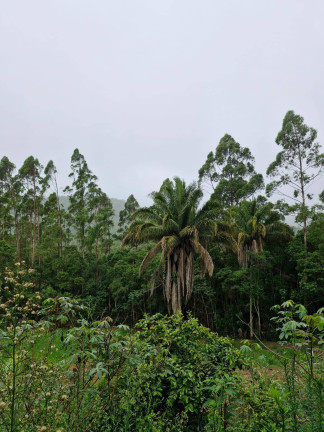 Imagem Chácara com 2 Quartos à Venda, 36.500 m² em Rio Bonito - Tapiraí Imagem Chácara com 2 Quartos à Venda, 36.500 m² em Rio Bonito - Tapiraí