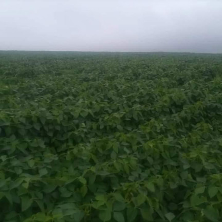Imagem Chácara à Venda, 24 m² em Rural - Itatinga Imagem Chácara à Venda, 24 m² em Rural - Itatinga
