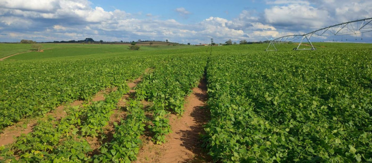 Imagem Fazenda à Venda, 70 m² em Rural - Itapetininga Imagem Fazenda à Venda, 70 m² em Rural - Itapetininga