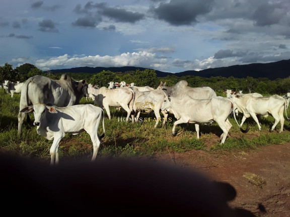 Imóvel com 3 Quartos à Venda, 2.770 m² em Zona Rural - Barra Do Bugres